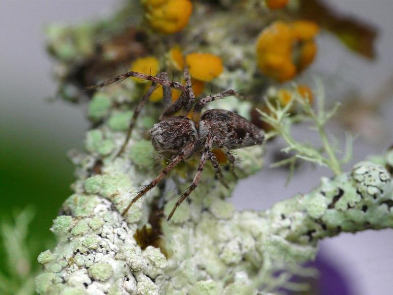 Oxyopes_rubicundus_D6261_Z_88_Brisbane_Australie.jpg