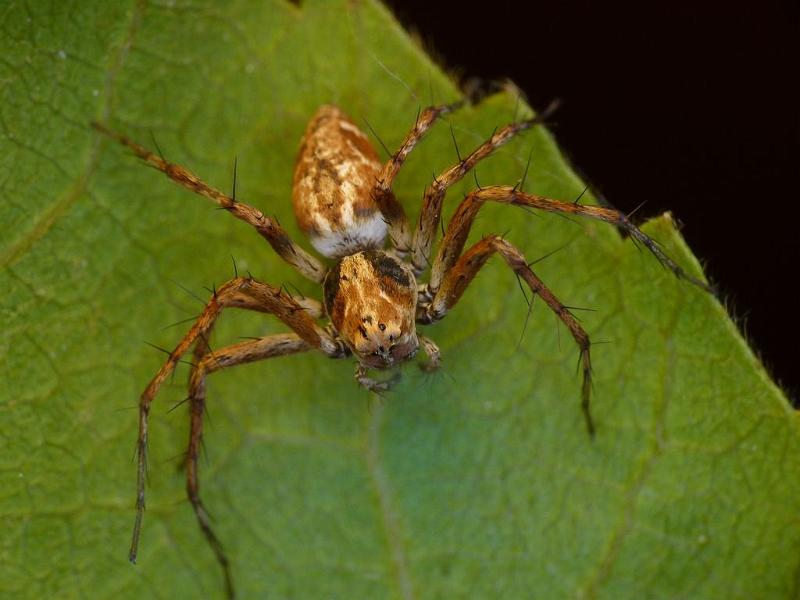 Oxyopes_rubicundus_D6482_Z_90_Brisbane_Australie.jpg