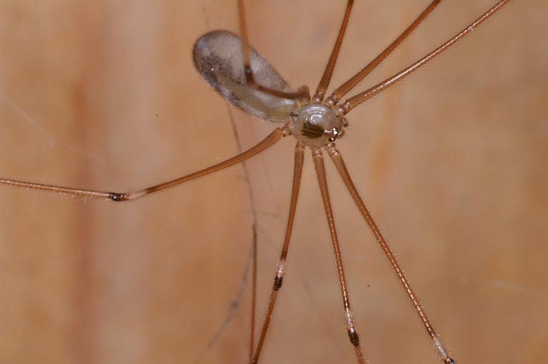 Pholcus_phalangioides_D2929_Z_88_Veenendaal_Nederland.jpg