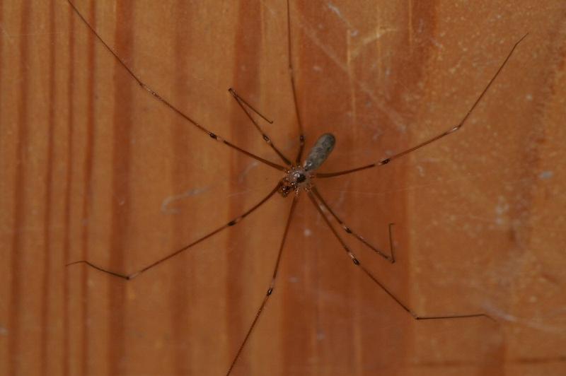 Pholcus_phalangioides_D4327_Z_88_Veenendaal_Nederland.jpg