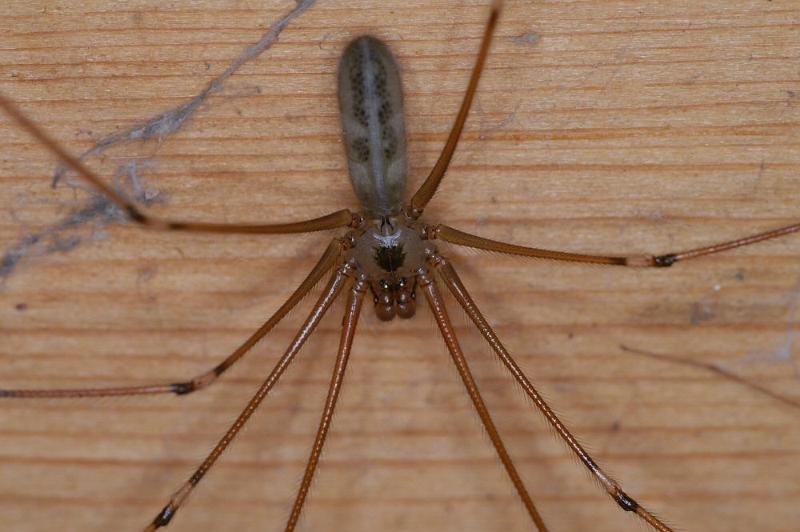 Pholcus_phalangioides_D4330_Z_89_Veenendaal_Nederland.jpg