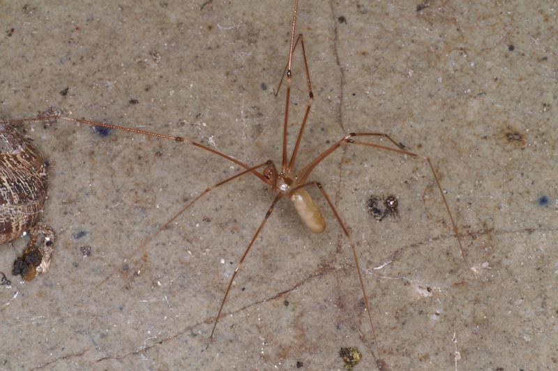 Pholcus_phalangioides_D4533_Z_90_Badhoevedorp_Nederland.jpg