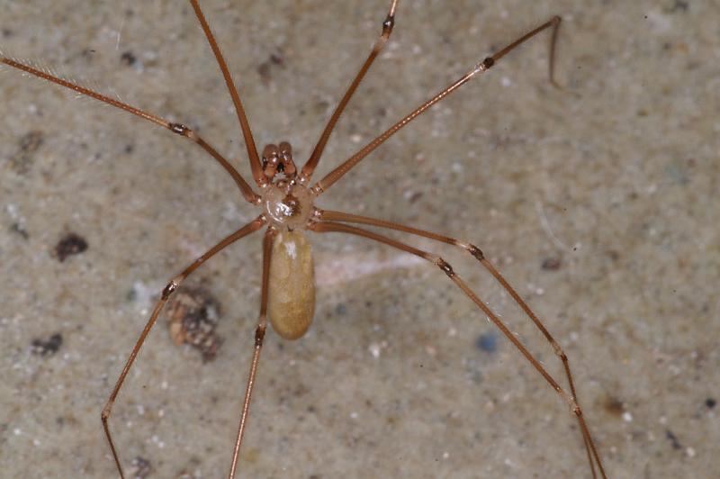 Pholcus_phalangioides_D4535_Z_90_Badhoevedorp_Nederland.jpg