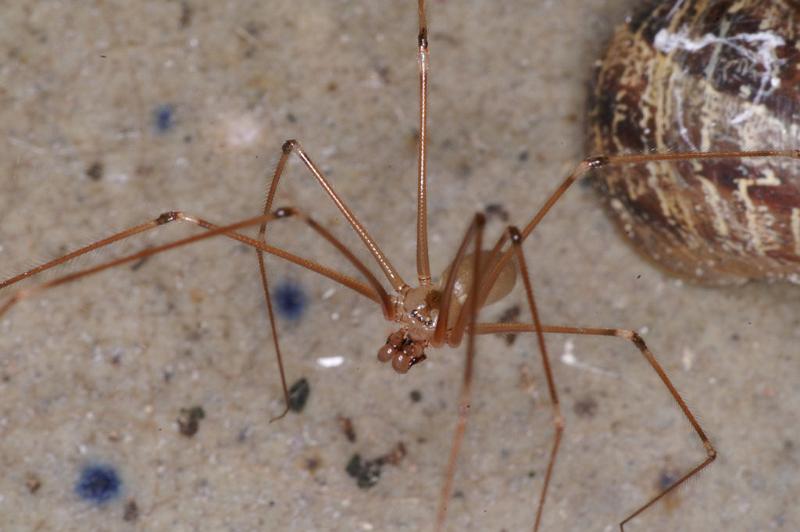 Pholcus_phalangioides_D4536_Z_89_Badhoevedorp_Nederland.jpg