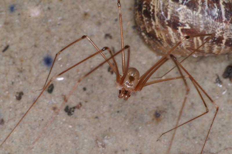 Pholcus_phalangioides_D4537_Z_88_Badhoevedorp_Nederland.jpg