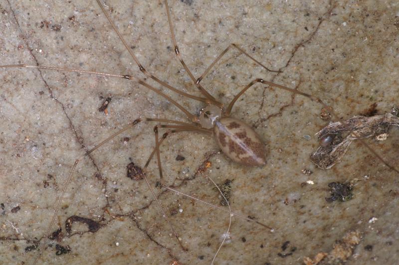 Pholcus_phalangioides_D4538_Z_90_Badhoevedorp_Nederland.jpg