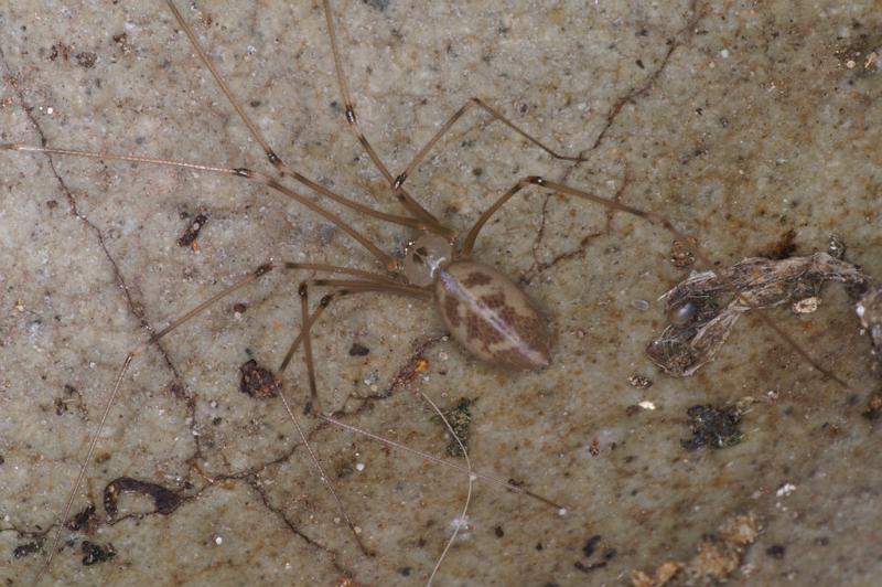 Pholcus_phalangioides_D4539_Z_90_Badhoevedorp_Nederland.jpg