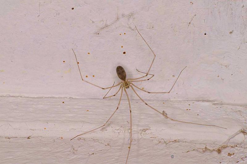 Pholcus_phalangioides_D5733_Z_88_Ooij_Nederland.jpg