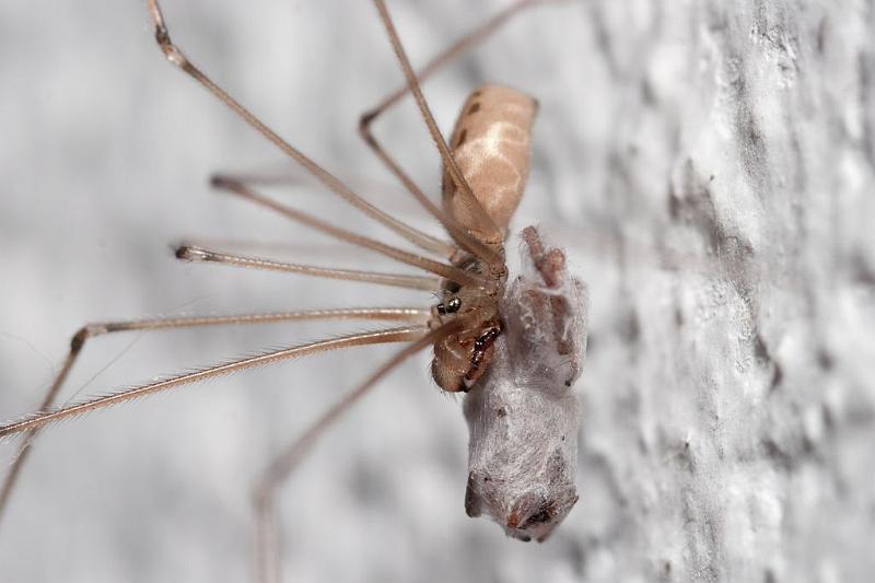 Pholcus_phalangioides_D5915_Z_88_Tenerife_Spanje.jpg