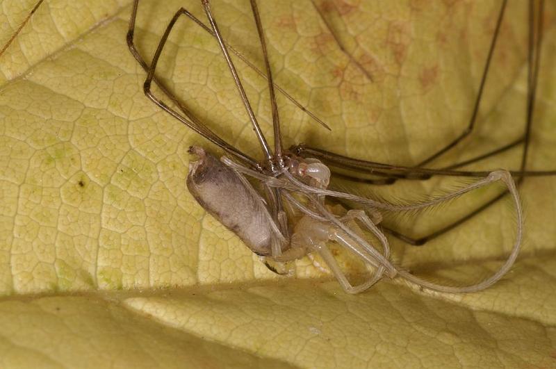 Pholcus_phalangioides_D5933_Z_88_Royan_Frankrijk.jpg