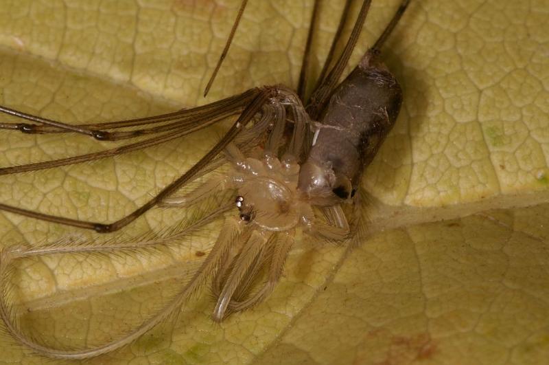 Pholcus_phalangioides_D5935_Z_89_Royan_Frankrijk.jpg