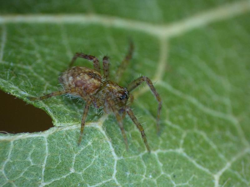 Dendrolycosa_icadia_D6227_Z_88_Brisbane_Australie.jpg