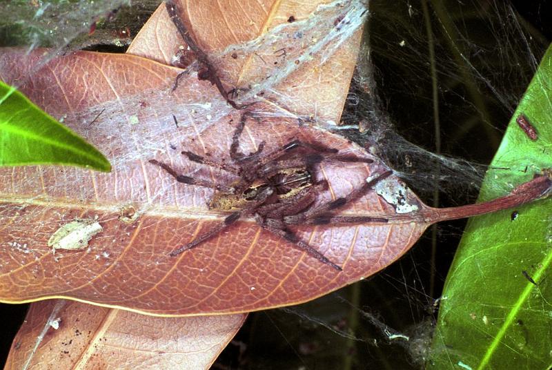 Dendrolycosa_icadia_F1820_Z_85_Litchfield_Australie.jpg