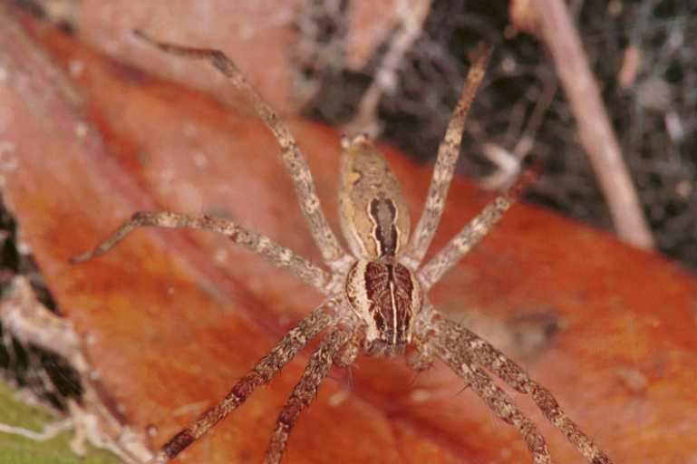 Dendrolycosa_icadia_RF0509_Z_82_Daintree-Giru_Australie.jpg