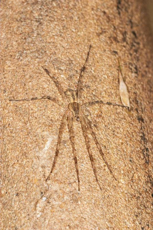 Dolomedes_ZZ288_D2517_Z_85_-_Australie.jpg