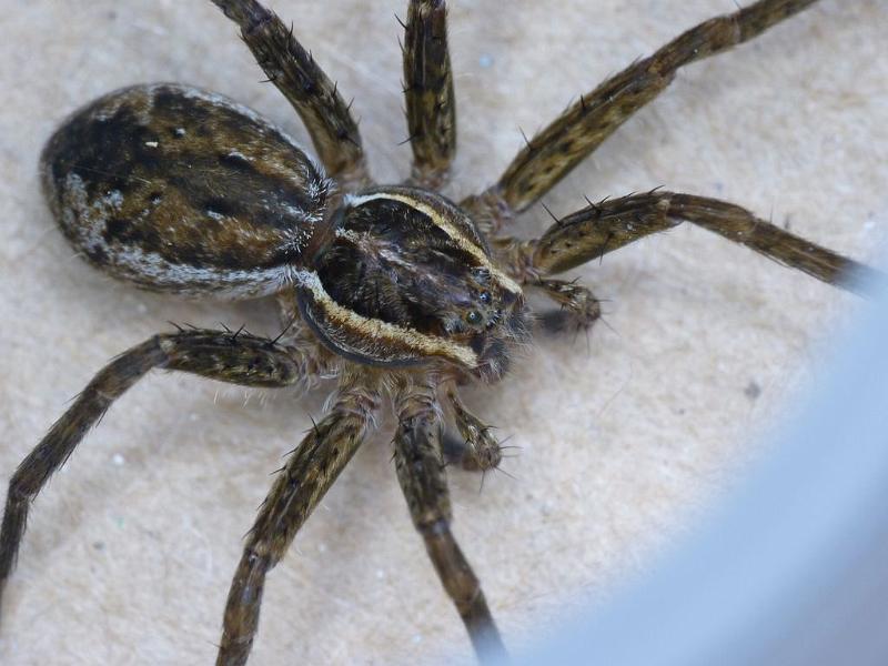 Dolomedes_ZZ495_D6463_Z_88_Brisbane_Australie.jpg