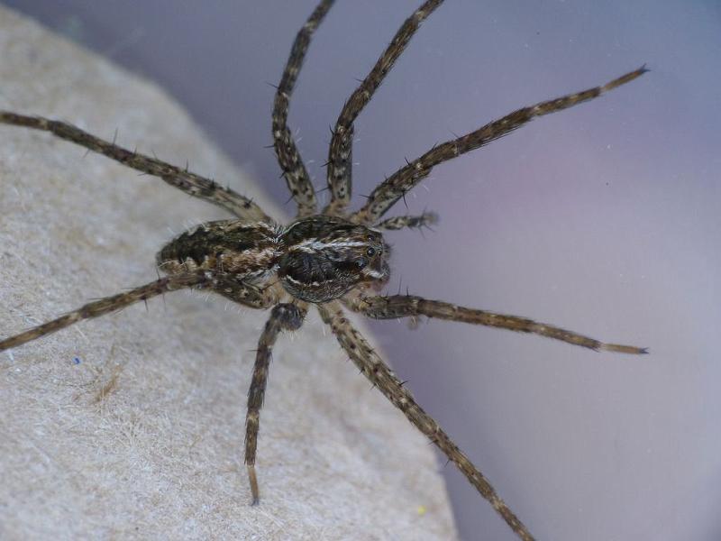 Dolomedes_ZZ495_D6464_Z_88_Brisbane_Australie.jpg