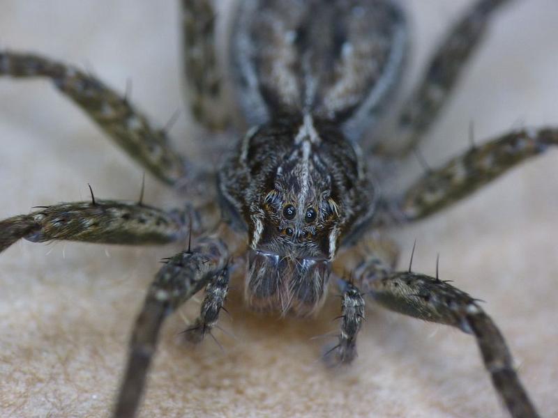 Dolomedes_ZZ495_D6465_Z_88_Brisbane_Australie.jpg