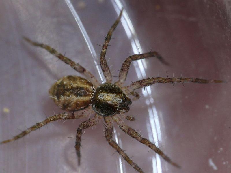 Dolomedes_ZZXYX_D6822_Z_85_Brisbane_Australie.jpg