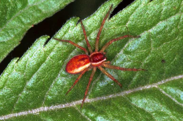 Dolomedes_fimbriatus_F1257_Z_81_Laprade_Frankrijk.jpg