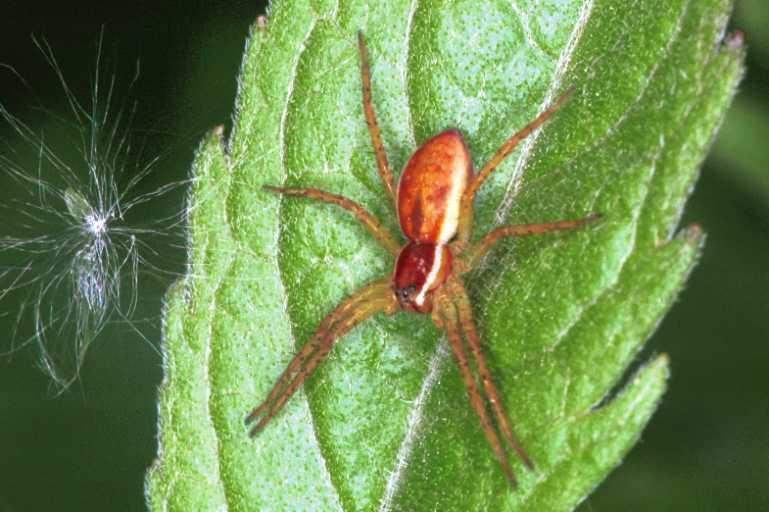 Dolomedes_fimbriatus_F1258_Z_82_Laprade_Frankrijk.jpg