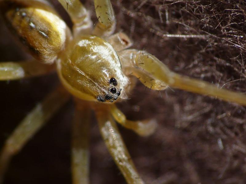 Dolomedes_instabilis_D6700_Z_88_Brisbane_Australie.jpg