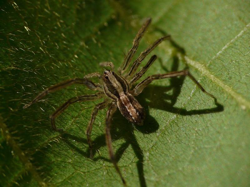 Dolomedes_instabilis_D6752_O_85_Brisbane_Australie.jpg