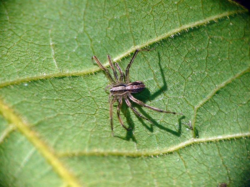 Dolomedes_instabilis_D6753_Z_82_Brisbane_Australie.jpg