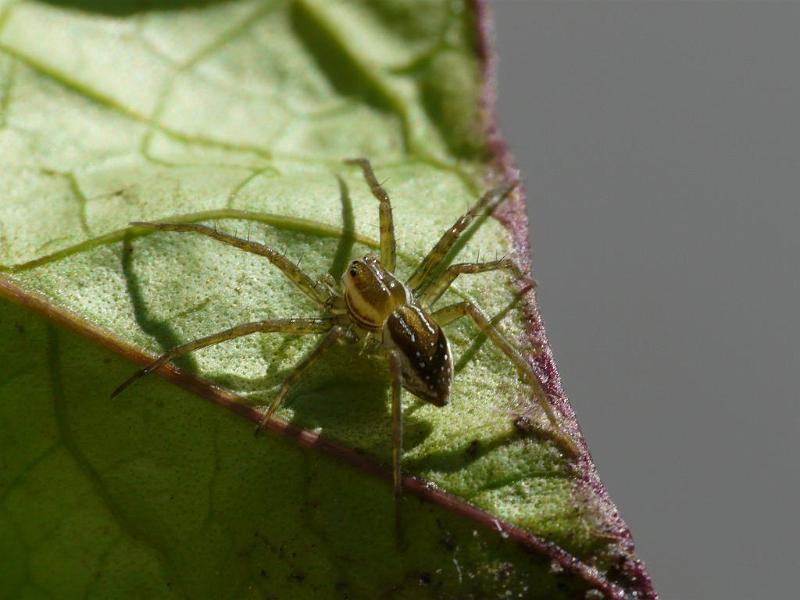 Dolomedes_instabilis_D6785_O_85_Brisbane_Australie.jpg