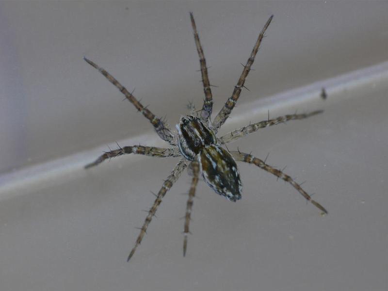 Dolomedes_instabilis_D6830_Z_88_Brisbane_Australie.jpg