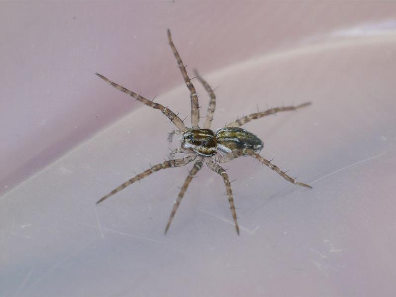 Dolomedes_instabilis_D6831_Z_88_Brisbane_Australie.jpg