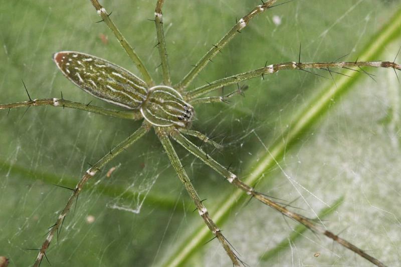 Hygropoda_dolomedes_D2520_Z_87_-_Australie.jpg