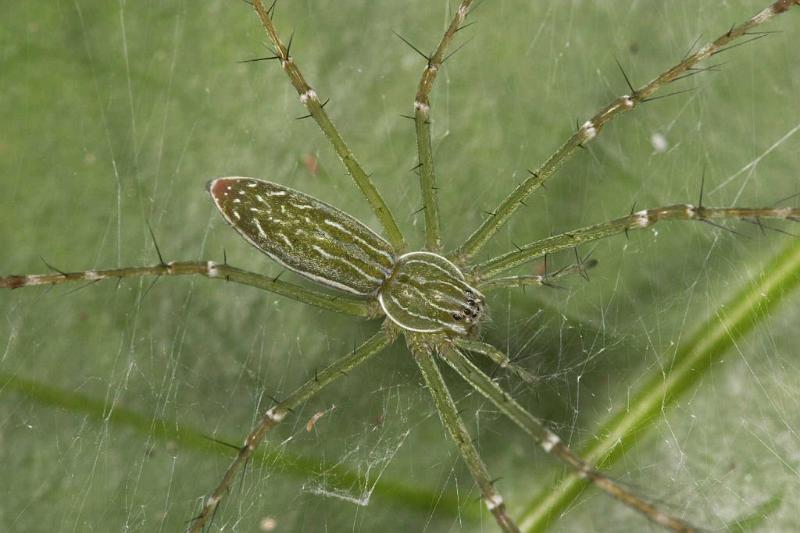 Hygropoda_dolomedes_D2522_Z_87_-_Australie.jpg