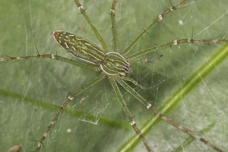 Hygropoda_dolomedes_D2523_Z_87_-_Australie.jpg