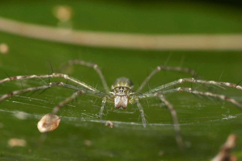 Hygropoda_dolomedes_D2524_Z_85_-_Australie.jpg