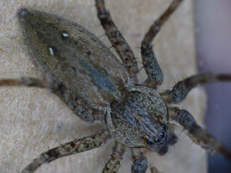 Megadolomedes_australianus_D6449_Z_87_Brisbane_Australie.jpg