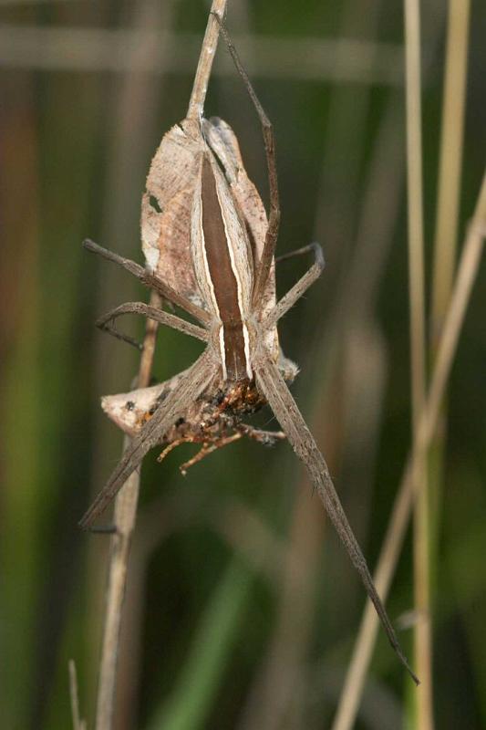 Perenethis_venusta_D2527_Z_88_-_Australie.jpg