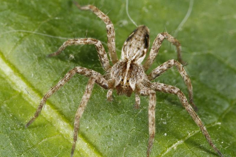 Pisaura_mirabilis_D7008_Z_86_Oeverlanden_Nederland.jpg