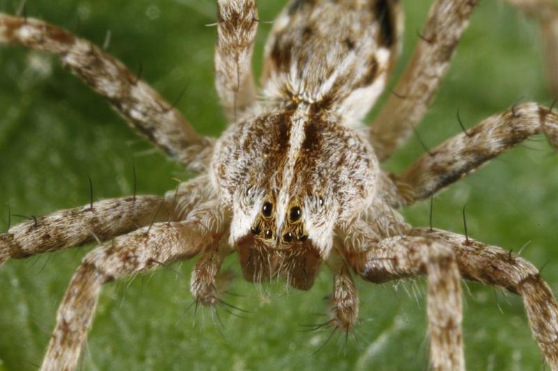 Pisaura_mirabilis_D7009_Z_87_Oeverlanden_Nederland.jpg