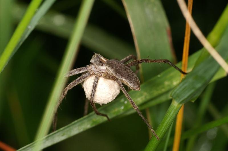 Pisaura_mirabilis_D7517_Z_88_Waterleidingduinen_Nederland.jpg