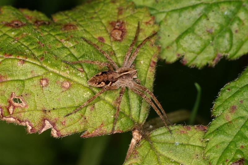 Pisaura_mirabilis_D7657_Z_85_Oeverlanden_Nederland.jpg