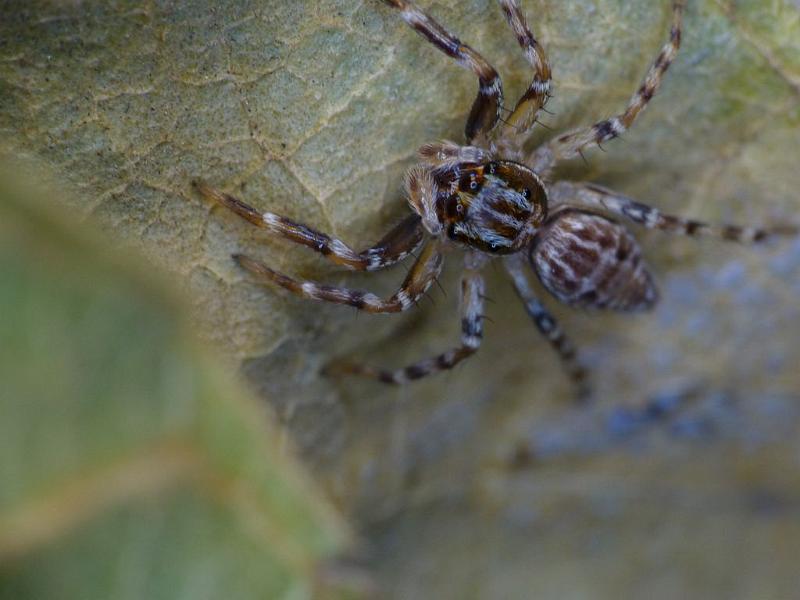 Astia_nodosa_D6647_Z_84_Brisbane_Australie.jpg