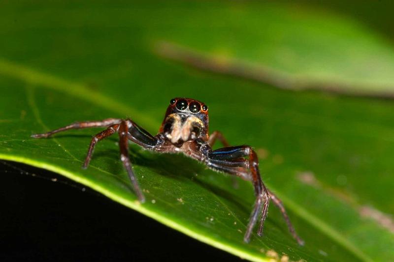 Bathippus_montrouzieri_D2536_D_78_-_Australie.jpg