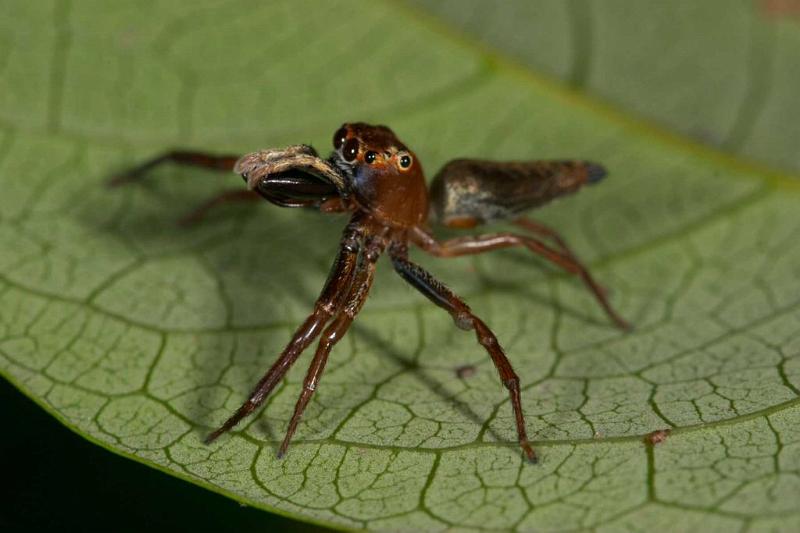 Bathippus_montrouzieri_D2537_D_84_-_Australie.jpg