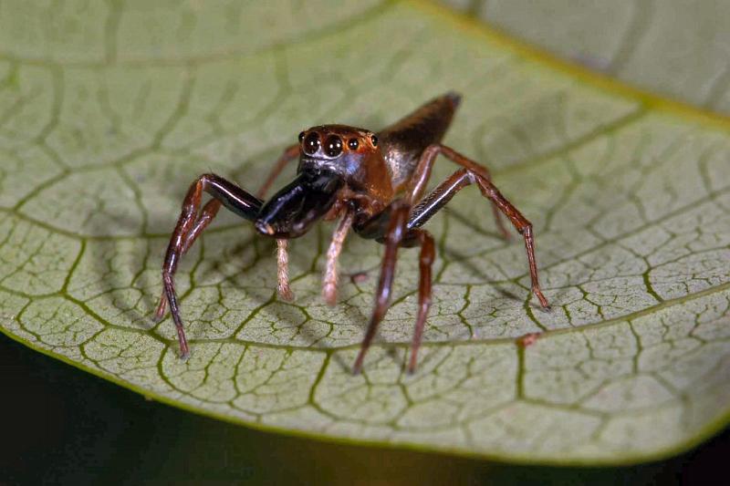 Bathippus_montrouzieri_D2538_D_82_-_Australie.jpg