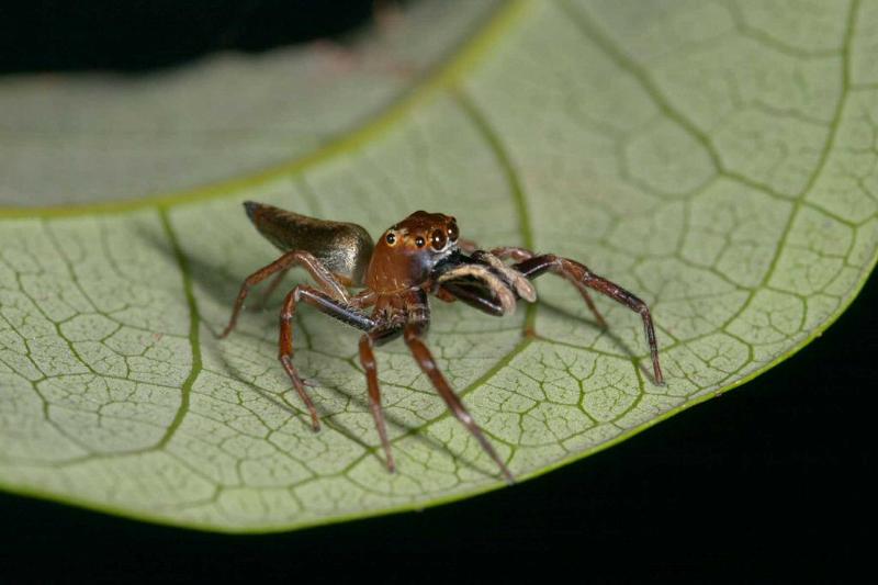 Bathippus_montrouzieri_D2539_D_85_-_Australie.jpg