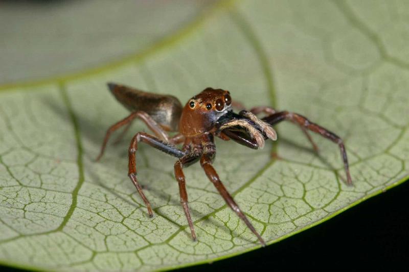 Bathippus_montrouzieri_D2540_D_83_-_Australie.jpg