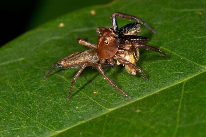 Bathippus_montrouzieri_D2542_D_88_-_Australie.jpg