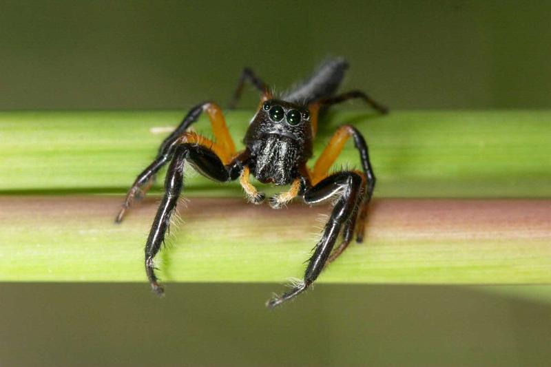 Cosmophasis_ZZ276_D2624_Z_80_-_Australie.jpg