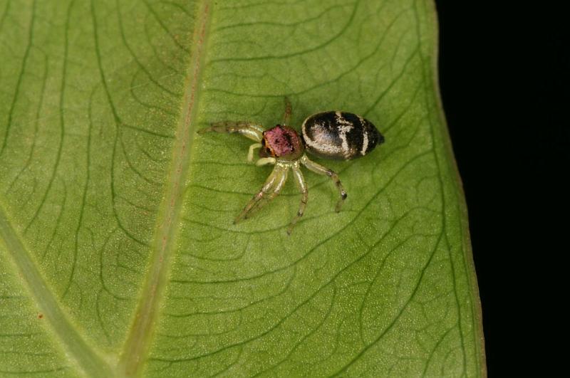 Cosmophasis_micans_D5396_Z_90_Giru_Australie.jpg